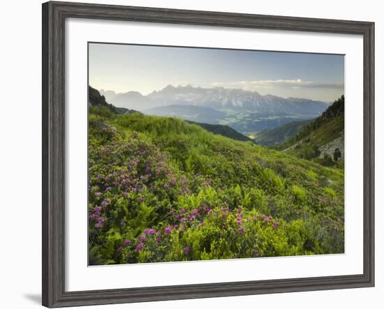 Alpenrose, Reiteralm, Dachstein, Ennstal, Styria, Austria-Rainer Mirau-Framed Photographic Print