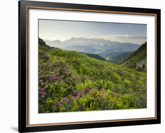 Alpenrose, Reiteralm, Dachstein, Ennstal, Styria, Austria-Rainer Mirau-Framed Photographic Print