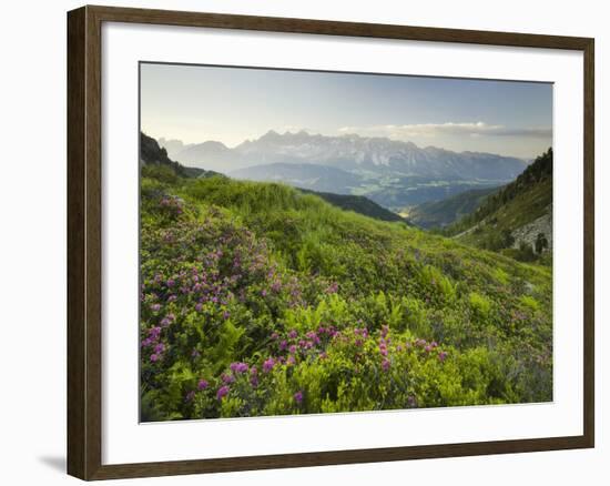 Alpenrose, Reiteralm, Dachstein, Ennstal, Styria, Austria-Rainer Mirau-Framed Photographic Print