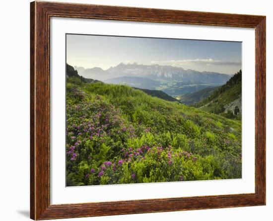 Alpenrose, Reiteralm, Dachstein, Ennstal, Styria, Austria-Rainer Mirau-Framed Photographic Print