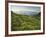 Alpenrose, Reiteralm, Dachstein, Ennstal, Styria, Austria-Rainer Mirau-Framed Photographic Print