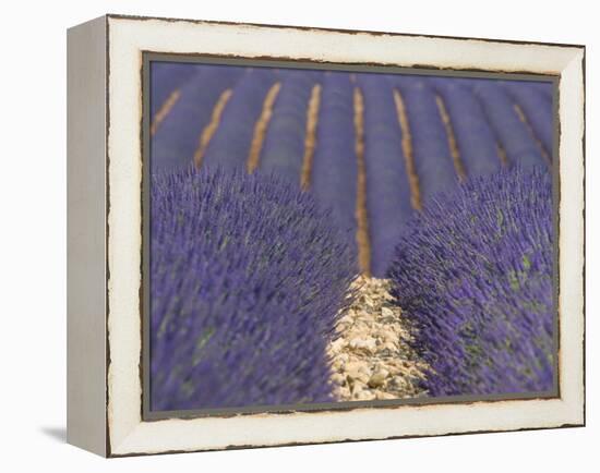 Alpes-De-Haute-Provence, Valensole, Lavendar Fields, Provence-Alpes-Cote D'Azur, France-Alan Copson-Framed Premier Image Canvas
