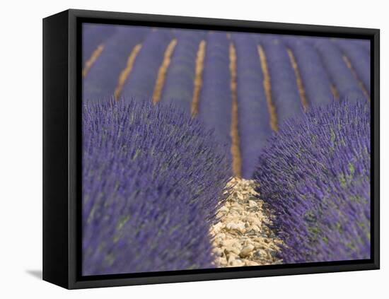 Alpes-De-Haute-Provence, Valensole, Lavendar Fields, Provence-Alpes-Cote D'Azur, France-Alan Copson-Framed Premier Image Canvas