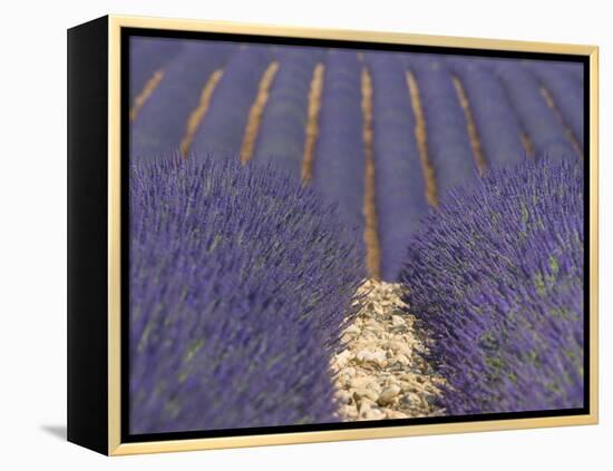 Alpes-De-Haute-Provence, Valensole, Lavendar Fields, Provence-Alpes-Cote D'Azur, France-Alan Copson-Framed Premier Image Canvas