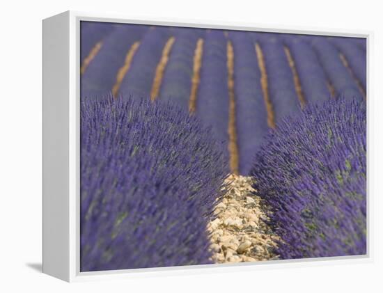 Alpes-De-Haute-Provence, Valensole, Lavendar Fields, Provence-Alpes-Cote D'Azur, France-Alan Copson-Framed Premier Image Canvas