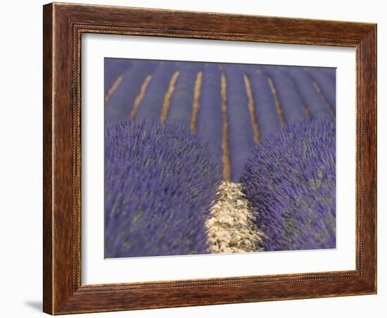 Alpes-De-Haute-Provence, Valensole, Lavendar Fields, Provence-Alpes-Cote D'Azur, France-Alan Copson-Framed Photographic Print