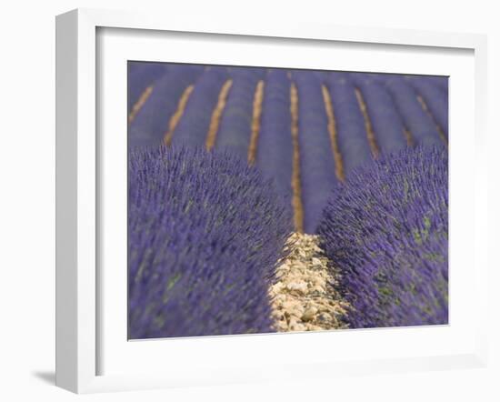 Alpes-De-Haute-Provence, Valensole, Lavendar Fields, Provence-Alpes-Cote D'Azur, France-Alan Copson-Framed Photographic Print