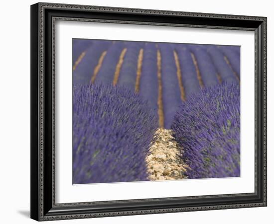 Alpes-De-Haute-Provence, Valensole, Lavendar Fields, Provence-Alpes-Cote D'Azur, France-Alan Copson-Framed Photographic Print