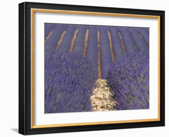 Alpes-De-Haute-Provence, Valensole, Lavendar Fields, Provence-Alpes-Cote D'Azur, France-Alan Copson-Framed Photographic Print