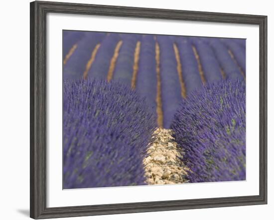 Alpes-De-Haute-Provence, Valensole, Lavendar Fields, Provence-Alpes-Cote D'Azur, France-Alan Copson-Framed Photographic Print