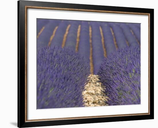 Alpes-De-Haute-Provence, Valensole, Lavendar Fields, Provence-Alpes-Cote D'Azur, France-Alan Copson-Framed Photographic Print
