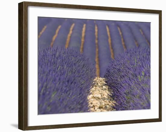 Alpes-De-Haute-Provence, Valensole, Lavendar Fields, Provence-Alpes-Cote D'Azur, France-Alan Copson-Framed Photographic Print