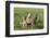 Alpha male Grey wolf biting young wolf to assert dominance-Jussi Murtosaari-Framed Photographic Print