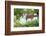 Alpha male Patas monkey on the lookout, Murchison Falls National Park, Uganda, Africa-Tom Broadhurst-Framed Photographic Print