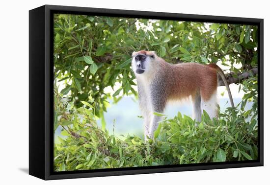 Alpha male Patas monkey on the lookout, Murchison Falls National Park, Uganda, Africa-Tom Broadhurst-Framed Premier Image Canvas