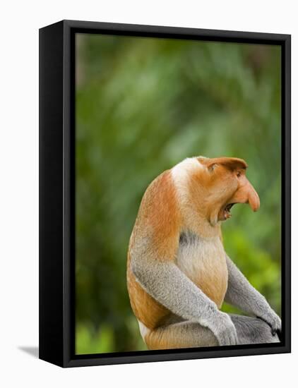 Alpha Male Proboscis Monkey in Territorial Stance, Sabah, Borneo-Mark Hannaford-Framed Premier Image Canvas