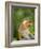 Alpha Male Proboscis Monkey in Territorial Stance, Sabah, Borneo-Mark Hannaford-Framed Photographic Print