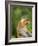 Alpha Male Proboscis Monkey in Territorial Stance, Sabah, Borneo-Mark Hannaford-Framed Photographic Print