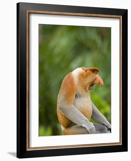 Alpha Male Proboscis Monkey in Territorial Stance, Sabah, Borneo-Mark Hannaford-Framed Photographic Print