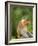 Alpha Male Proboscis Monkey in Territorial Stance, Sabah, Borneo-Mark Hannaford-Framed Photographic Print