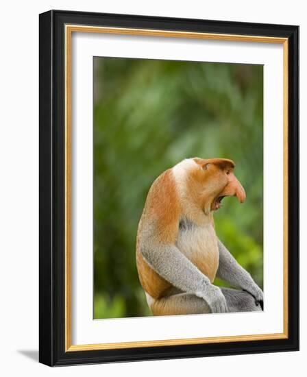 Alpha Male Proboscis Monkey in Territorial Stance, Sabah, Borneo-Mark Hannaford-Framed Photographic Print