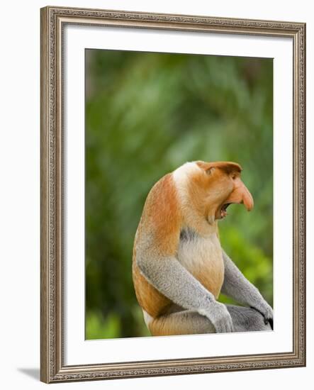 Alpha Male Proboscis Monkey in Territorial Stance, Sabah, Borneo-Mark Hannaford-Framed Photographic Print