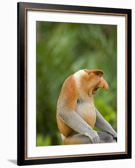 Alpha Male Proboscis Monkey in Territorial Stance, Sabah, Borneo-Mark Hannaford-Framed Photographic Print