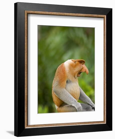 Alpha Male Proboscis Monkey in Territorial Stance, Sabah, Borneo-Mark Hannaford-Framed Photographic Print