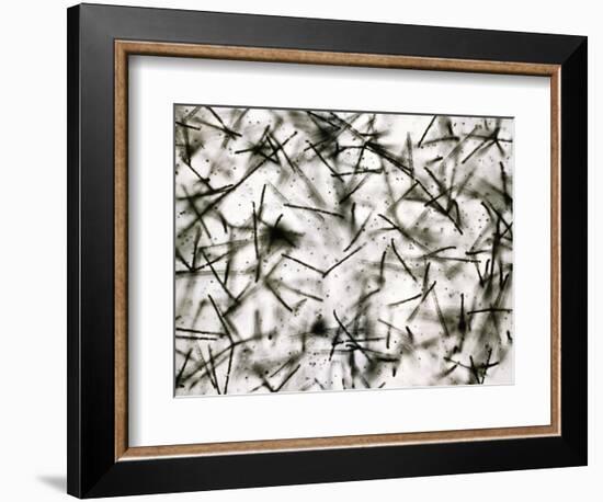 Alpha Particle Tracks From Radioactive Source-C. Powell-Framed Photographic Print