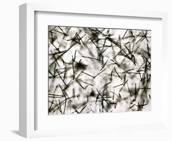 Alpha Particle Tracks From Radioactive Source-C. Powell-Framed Photographic Print