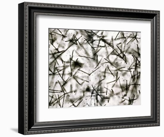 Alpha Particle Tracks From Radioactive Source-C. Powell-Framed Photographic Print