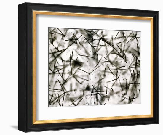 Alpha Particle Tracks From Radioactive Source-C. Powell-Framed Photographic Print