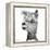 Alphie the Alpaca-Angela Bawden-Framed Stretched Canvas