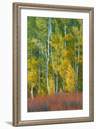 Alpine Aspen Design-Vincent James-Framed Photographic Print