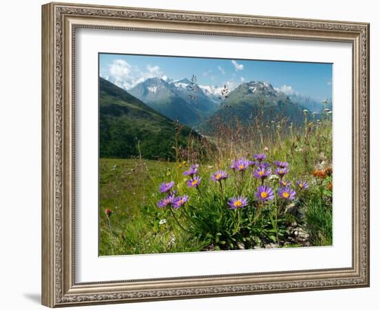 Alpine aster flowering in alpine meadow, Switzerland-Konrad Wothe-Framed Photographic Print