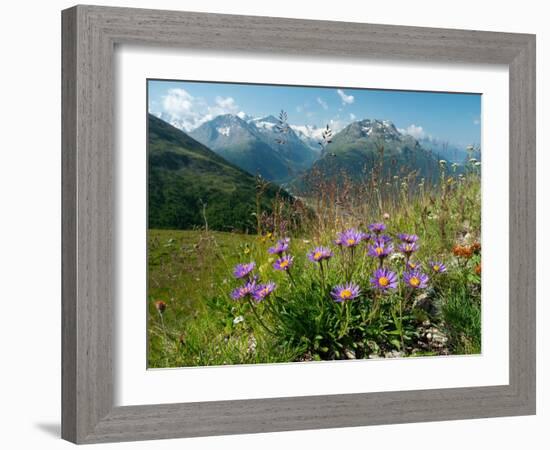 Alpine aster flowering in alpine meadow, Switzerland-Konrad Wothe-Framed Photographic Print