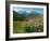 Alpine aster flowering in alpine meadow, Switzerland-Konrad Wothe-Framed Photographic Print