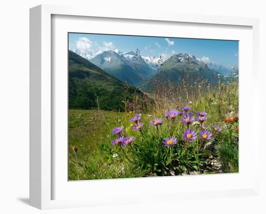 Alpine aster flowering in alpine meadow, Switzerland-Konrad Wothe-Framed Photographic Print