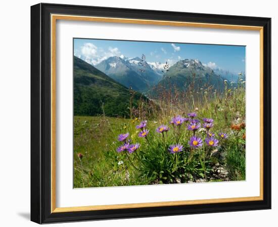 Alpine aster flowering in alpine meadow, Switzerland-Konrad Wothe-Framed Photographic Print