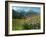 Alpine aster flowering in alpine meadow, Switzerland-Konrad Wothe-Framed Photographic Print