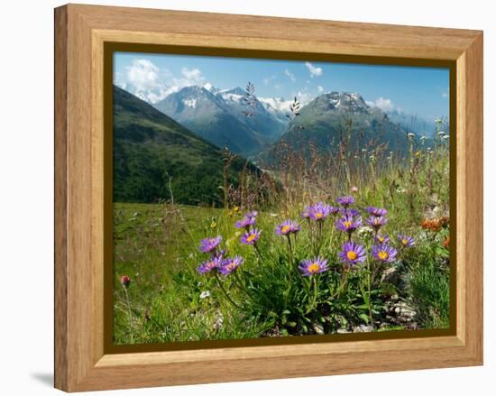 Alpine aster flowering in alpine meadow, Switzerland-Konrad Wothe-Framed Premier Image Canvas