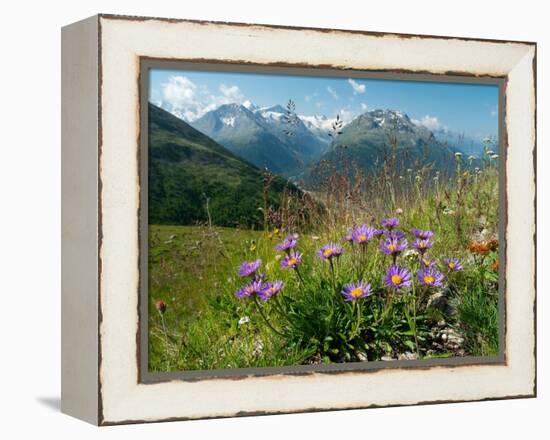 Alpine aster flowering in alpine meadow, Switzerland-Konrad Wothe-Framed Premier Image Canvas