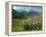 Alpine aster flowering in alpine meadow, Switzerland-Konrad Wothe-Framed Premier Image Canvas