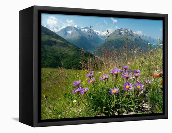 Alpine aster flowering in alpine meadow, Switzerland-Konrad Wothe-Framed Premier Image Canvas