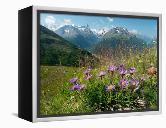 Alpine aster flowering in alpine meadow, Switzerland-Konrad Wothe-Framed Premier Image Canvas