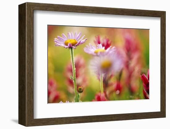 Alpine Aster, Mt. Rainier National Park, Washington State, USA-Stuart Westmorland-Framed Photographic Print