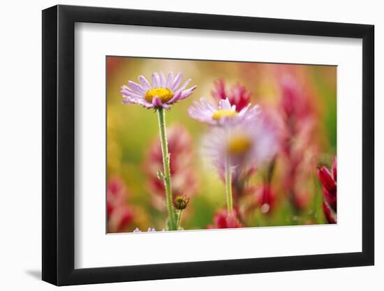 Alpine Aster, Mt. Rainier National Park, Washington State, USA-Stuart Westmorland-Framed Photographic Print