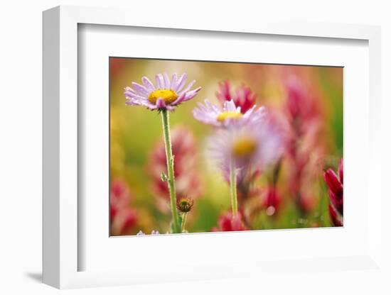 Alpine Aster, Mt. Rainier National Park, Washington State, USA-Stuart Westmorland-Framed Photographic Print