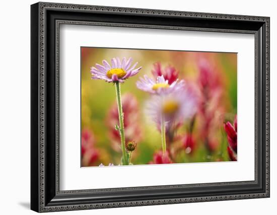 Alpine Aster, Mt. Rainier National Park, Washington State, USA-Stuart Westmorland-Framed Photographic Print