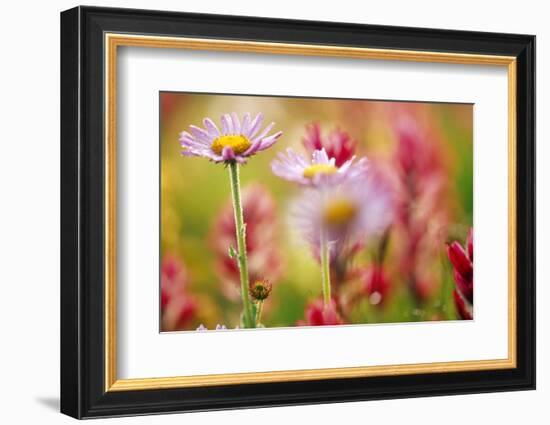 Alpine Aster, Mt. Rainier National Park, Washington State, USA-Stuart Westmorland-Framed Photographic Print